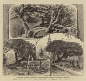 Transplantation of the Ancient Buckland Yew at Dover by William Henry James Boot