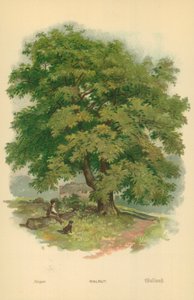 Walnut