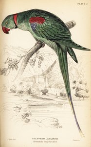 Alexandrine Parakeet, Psittacula eupatria