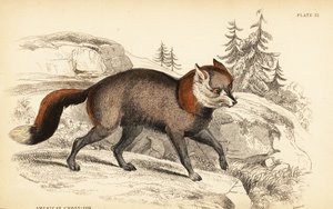 American cross-fox, Vulpes vulpes by William Home Lizars