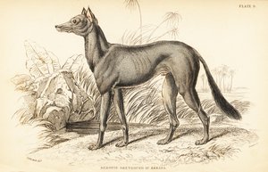 Arabian Greyhound, Canis lupus familiaris