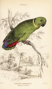 Black-collared Lovebird, Agapornis swindernianus