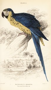 Blue-and-yellow macaw