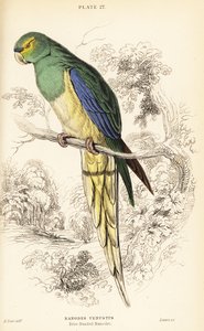 Blue-winged Parrot, Neophema Chrysostoma