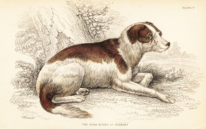 Boar hound of Germany, Canis lupus familiaris by William Home Lizars