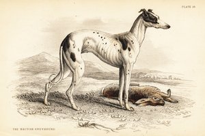 British greyhound by William Home Lizars