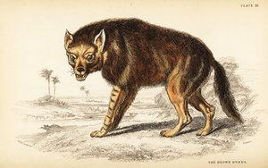 Brown hyena or strandwolf by William Home Lizars
