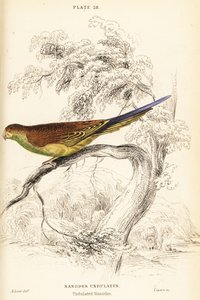 Budgerigar