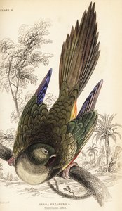 Burrowing parrot or Patagonian conure, Cyanoliseus patagonus by William Home Lizars