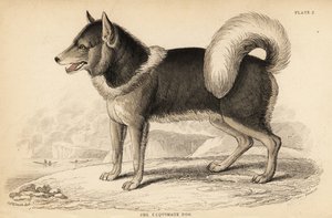 Canadian Eskimo Dog, Canis lupus familiaris
