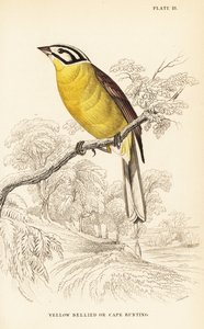 Cape bunting