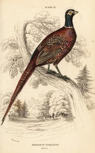 Common pheasant (ring-necked), Phasianus colchicus torquatus by William Home Lizars