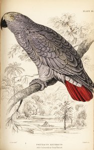 Congo grey parrot, Psittacus erithacus