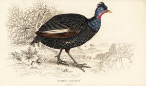 Crested guineafowl by William Home Lizars