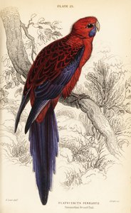 Crimson rosella, Platycercus elegans by William Home Lizars
