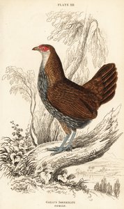 Female Grey Junglefowl, Gallus sonneratii by William Home Lizars