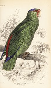 Festive amazon, Amazona festiva