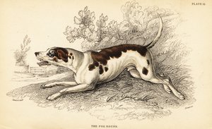 Fox hound, Canis lupus familiaris by William Home Lizars