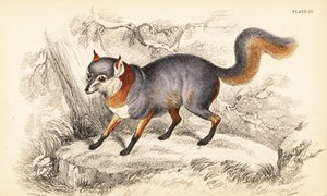 Gray Fox, Urocyon cinereoargenteus by William Home Lizars
