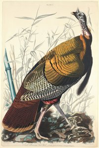 Great American Cock by William Home Lizars