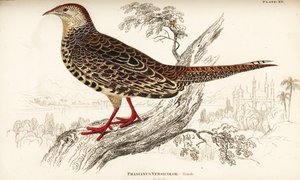 Green pheasant or Japanese green pheasant, female