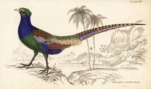 Green pheasant or Japanese green pheasant, male, Phasianus versicolor by William Home Lizars