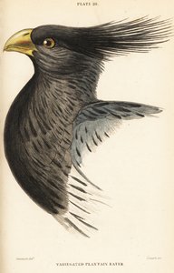 Head of the Western Plantain-eater, Crinifer piscator