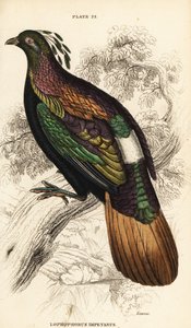 Himalayan Monal, Male, Lophophorus impejanus