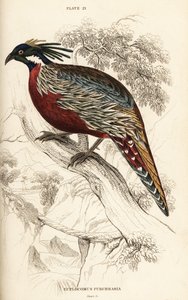 Koklass pheasant by William Home Lizars