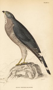 Lizard buzzard, Kaupifalco monogrammicus