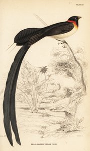 Long-tailed paradise-whydah, Vidua paradisaea by William Home Lizars