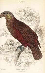New Zealand kaka, Nestor meridionalis by William Home Lizars