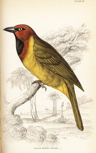 Olive-naped Weaver, Ploceus brachypterus by William Home Lizars