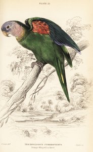 Orange-winged Amazon, Amazona Amazonica