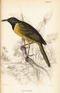 Oriole warbler by William Home Lizars