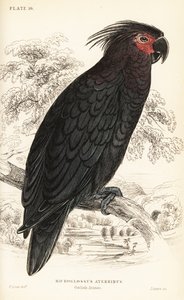 Palm cockatoo