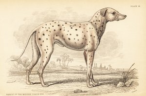 Parent of the modern coach dog, Canis lupus familiaris