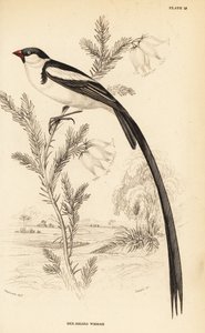 Pin-tailed Whydah, Vidua macroura by William Home Lizars