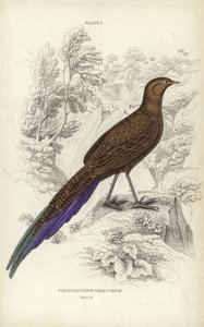 Polyplectron Chalcurum by William Home Lizars
