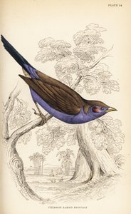 Red-cheeked cordon-bleu