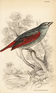 Red-winged pytilia by William Home Lizars
