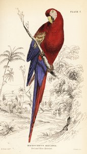 Scarlet macaw