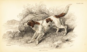 Setter by William Home Lizars