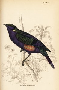 Splendid glossy starling (Senegal) by William Home Lizars