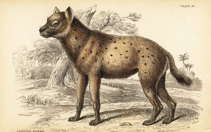 Spotted hyena or laughing hyena by William Home Lizars