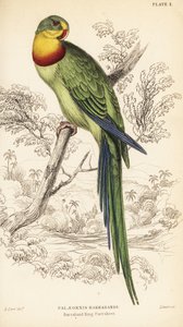 Superb parrot