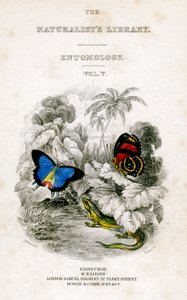The Naturalist