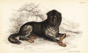 Tibetan mastiff