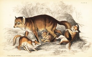 Variety of Red Fox, Vulpes vulpes, with Cubs by William Home Lizars