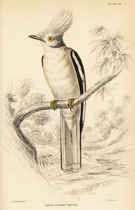 White-crested Helmetshrike, Prionops plumatus by William Home Lizars